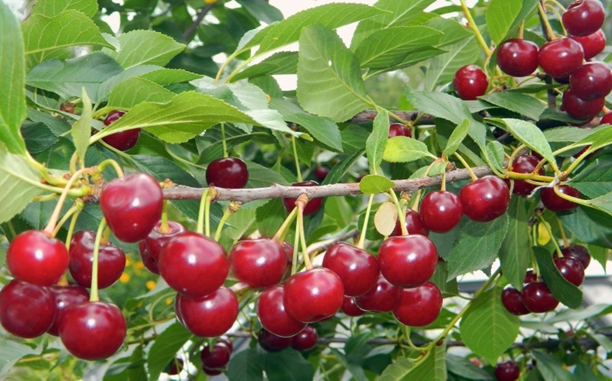 Купить Вишню "Памяти Вавилова"