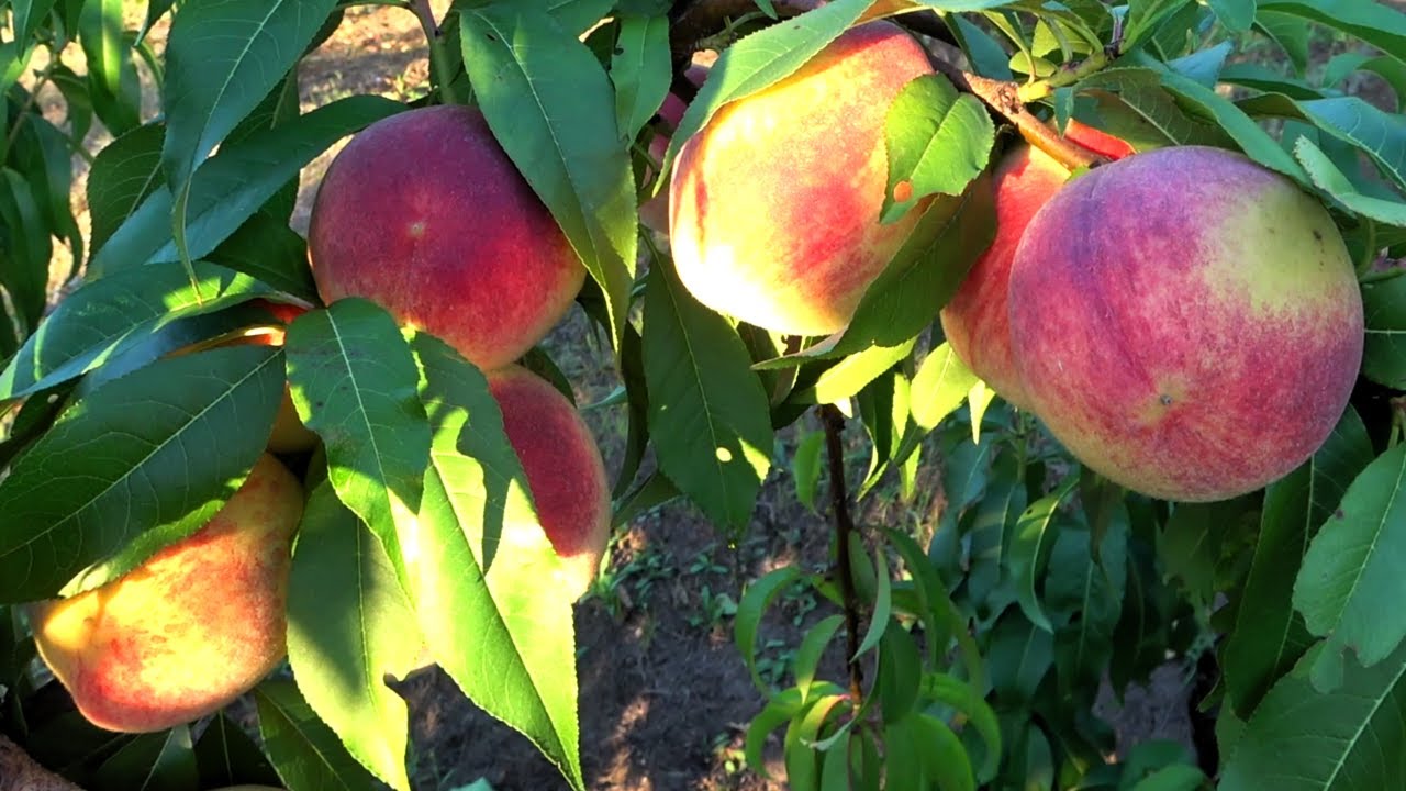 Купить Персик "Памяти Шевченка"