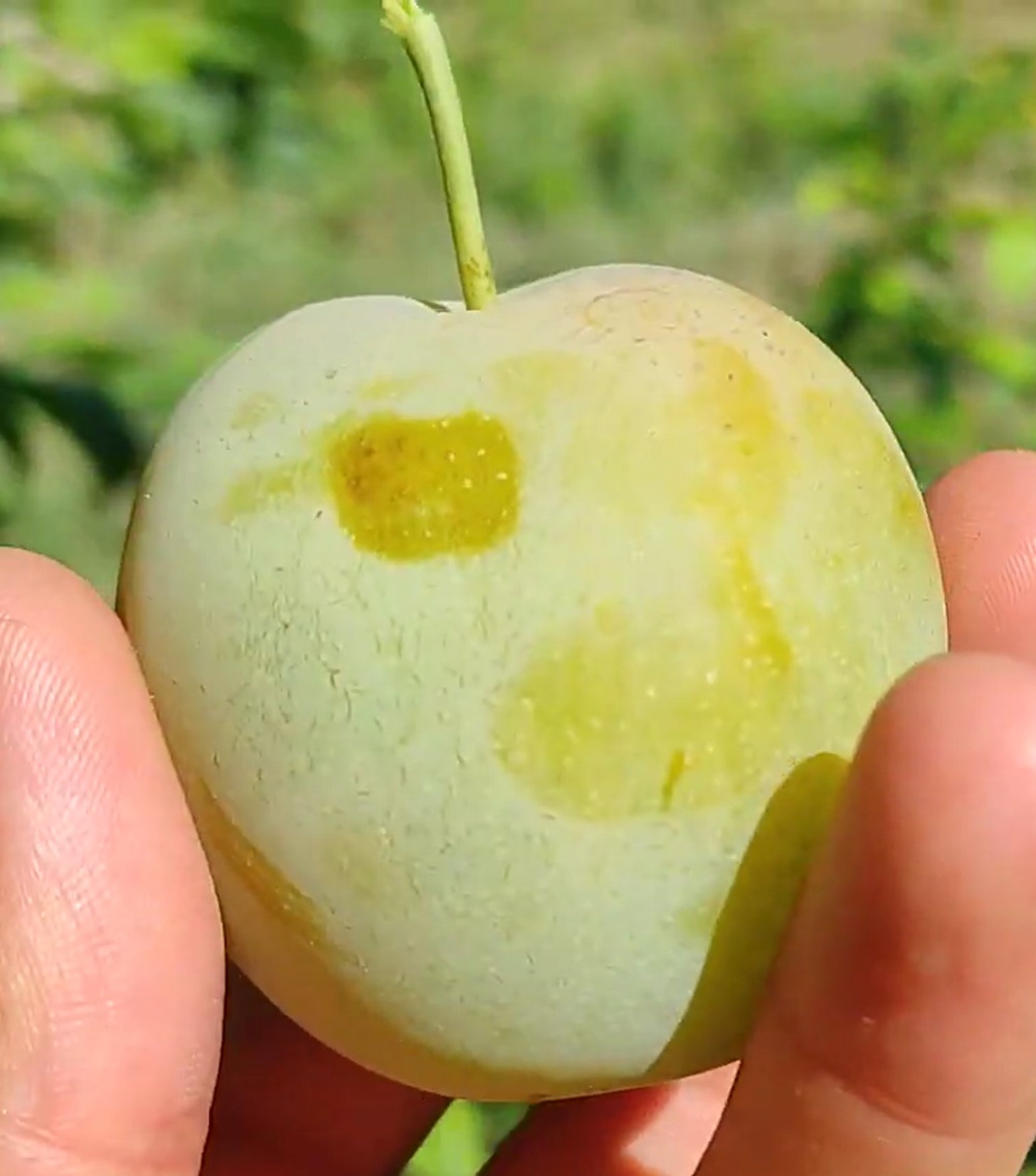 Купити Сливу "Персикова"