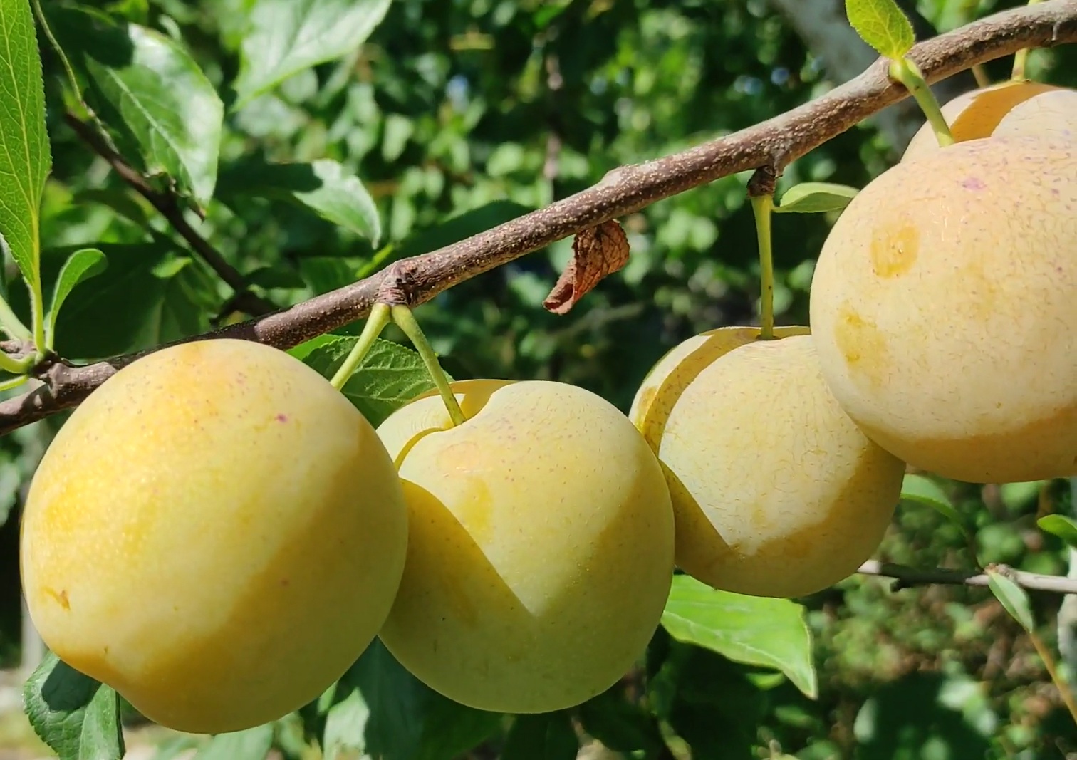 Купить Сливу "Персиковая"