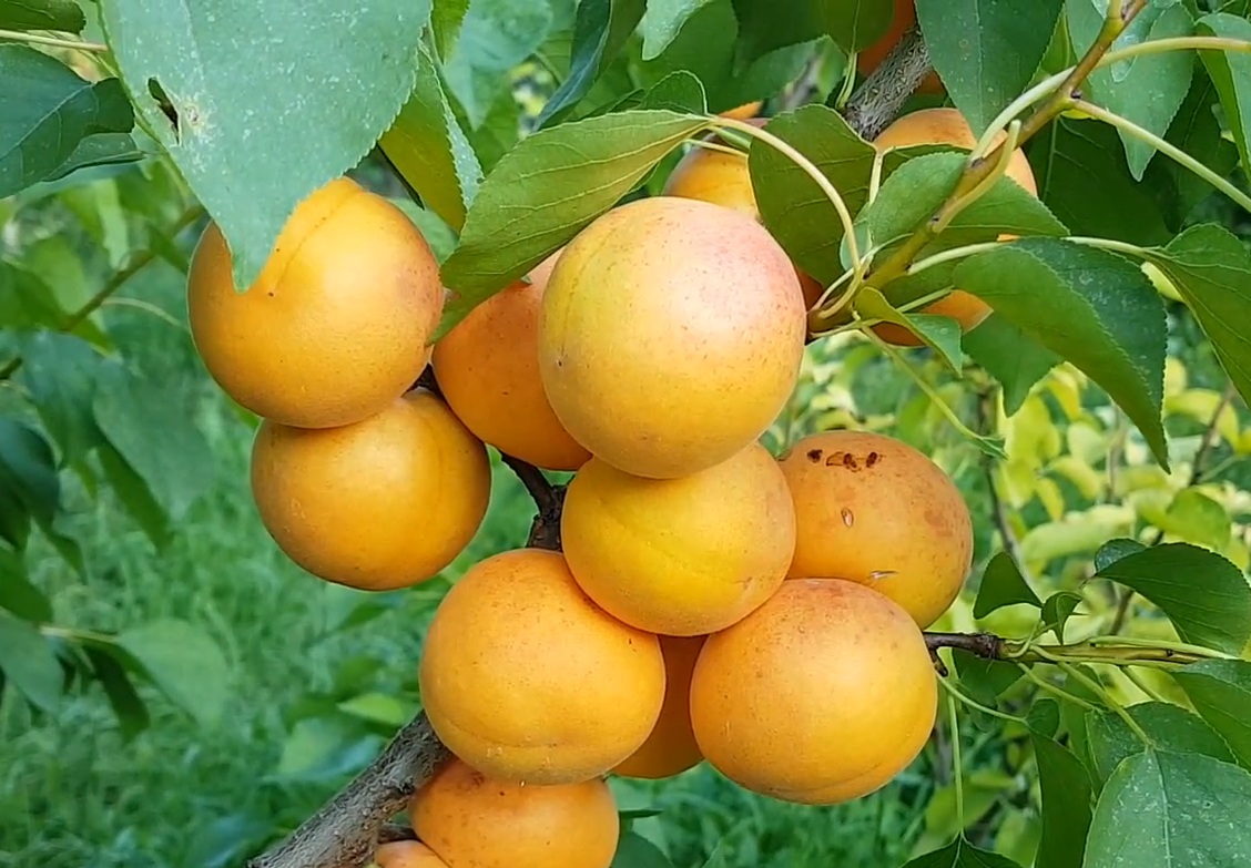 Купити Абрикос "Персиковий"