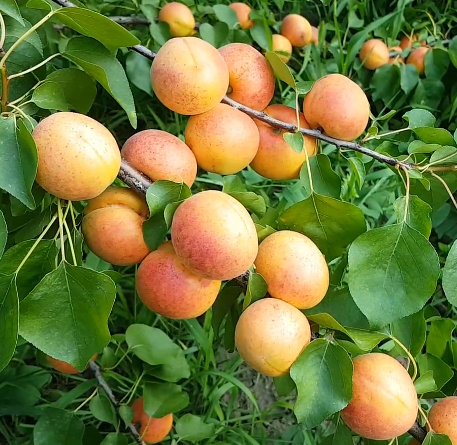 Купити Абрикос "Персиковий"