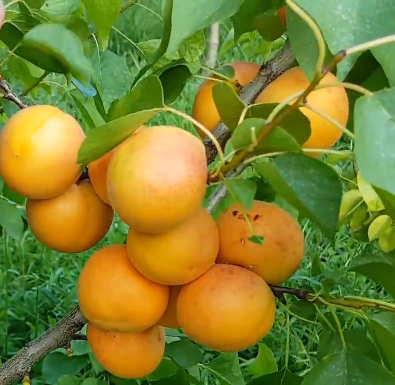 Купити Абрикос "Персиковий"