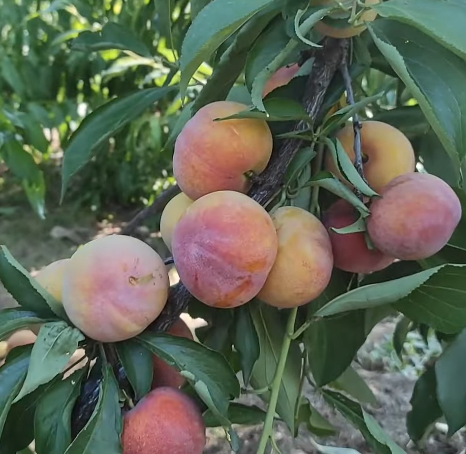 Купити Гібрид "Персик-Слива"