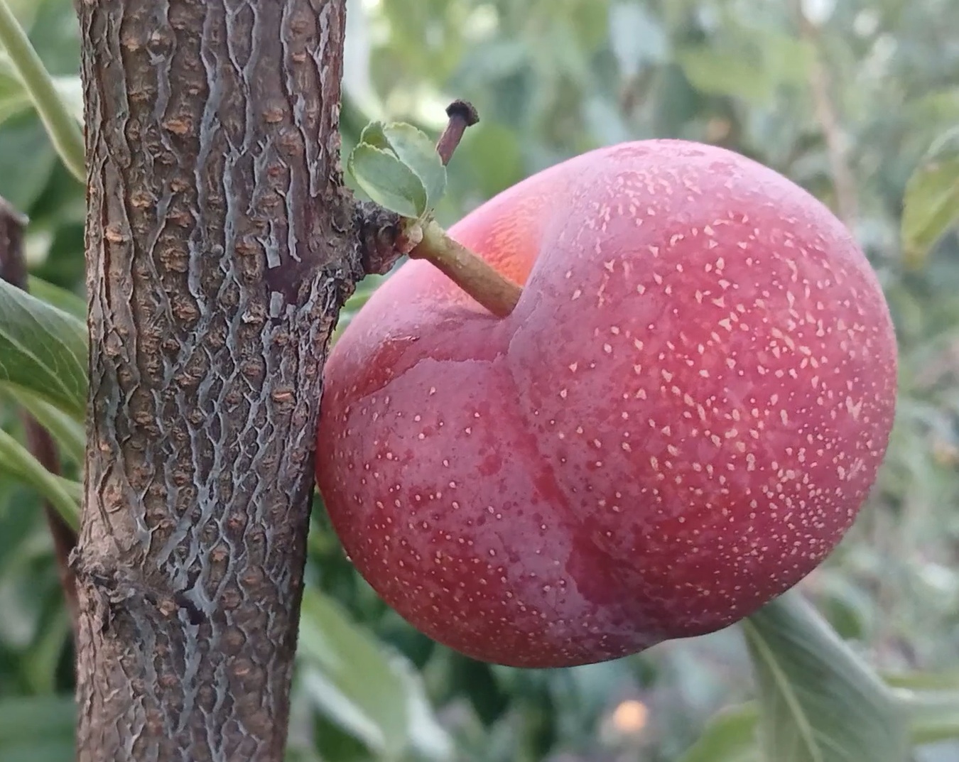 Купити Гібрид "Персик-Слива"