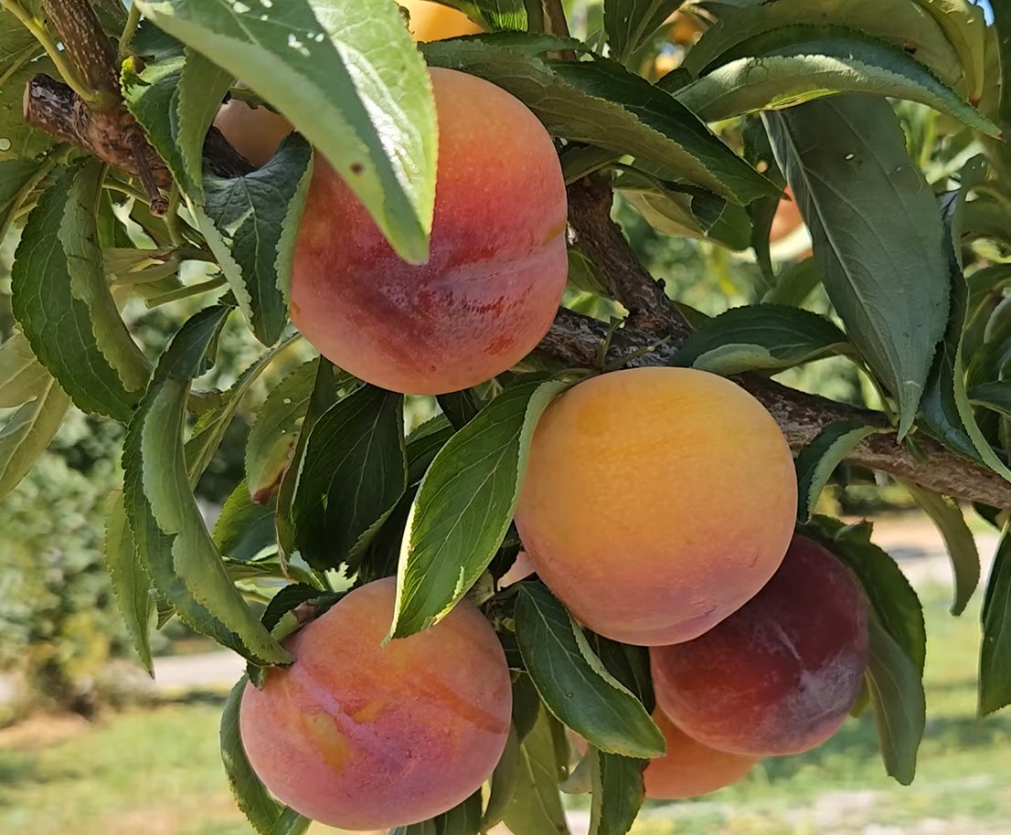 Купить Гибрид Персик-Слива