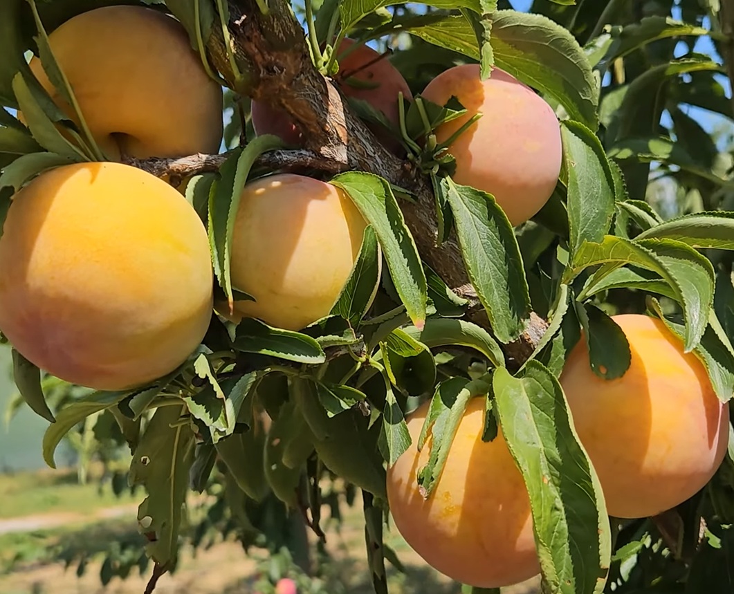 Купити Гібрид "Персик-Слива"