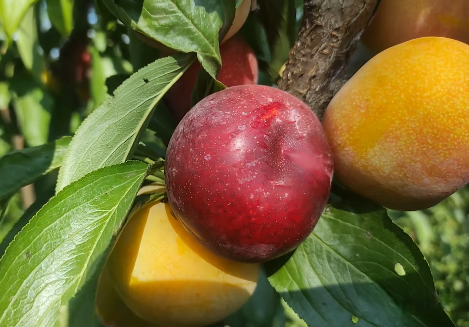 Купить Гибрид Персик-Слива