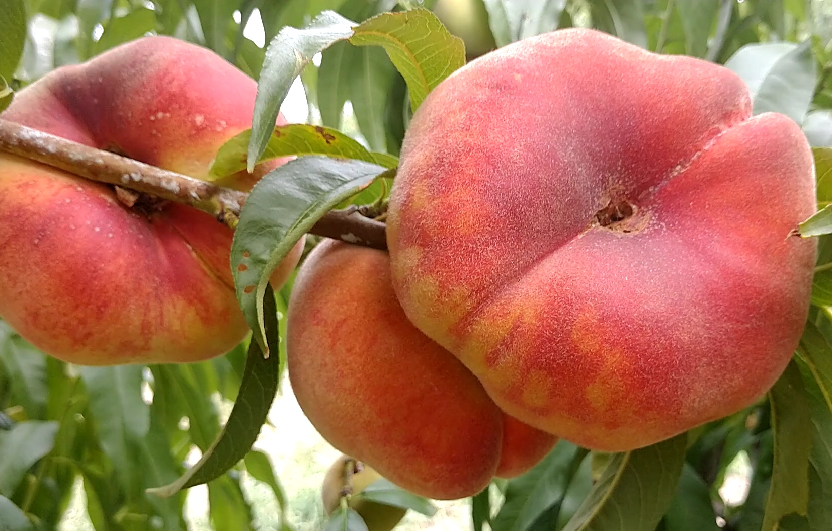 Купити Інжирний персик "Плейне Джем"