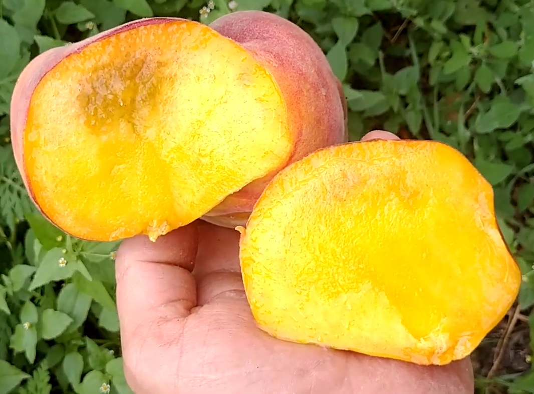 Купити Інжирний персик "Плейне Джем"