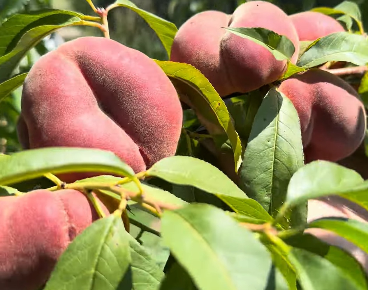 Купити Інжирний персик "Плейне Джем"