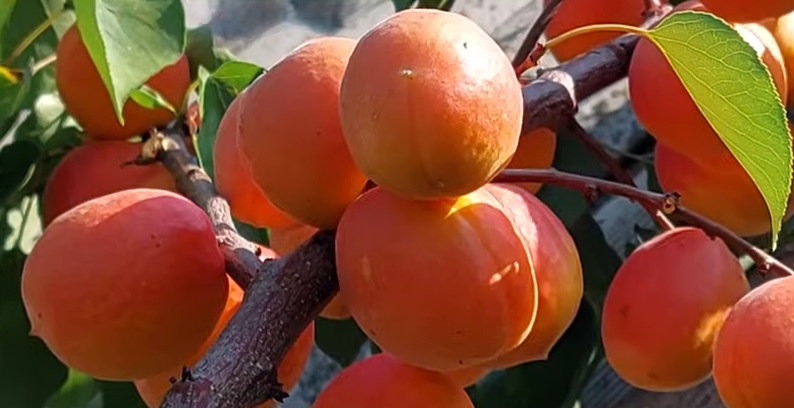 Купити Абрикос "Плайя кот"