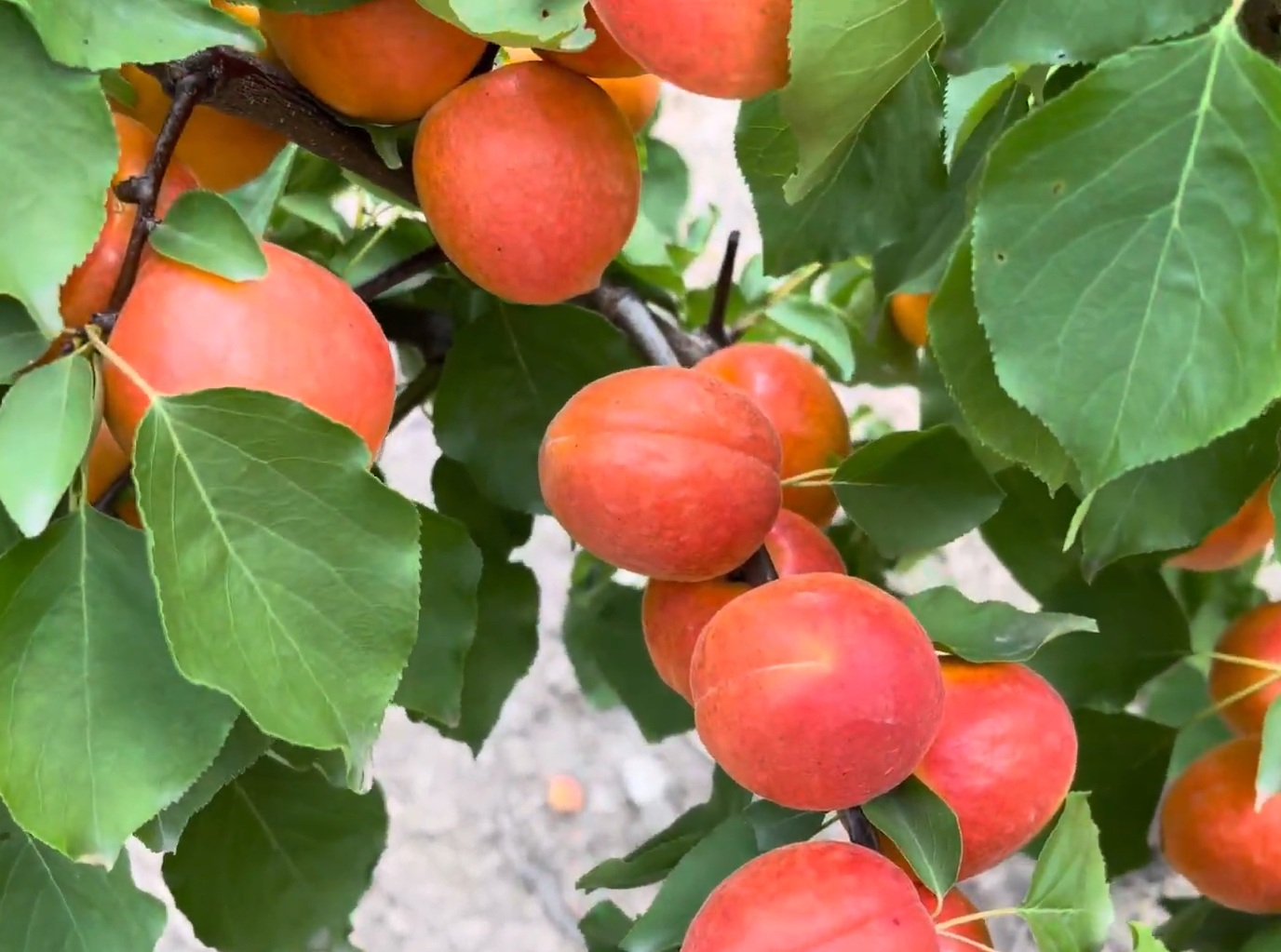 Купити Абрикос "Плайя кот"