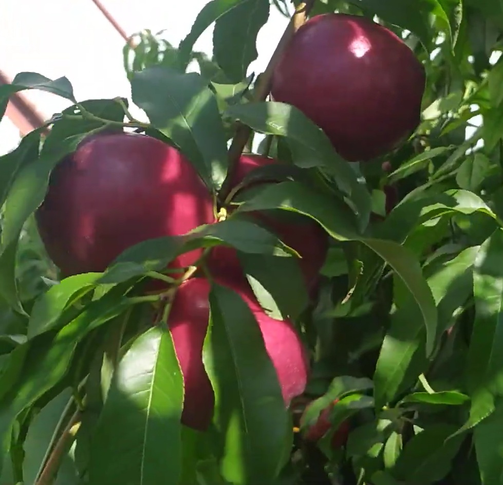 Купити Нектарин "Покахонтас"