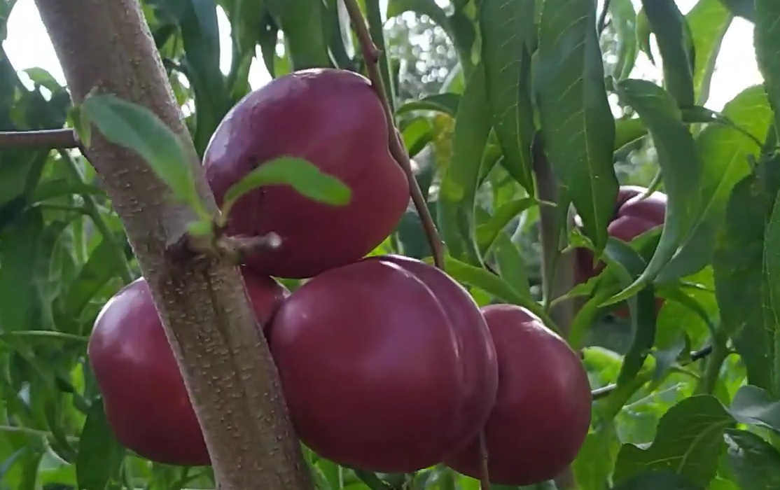 Купити Нектарин "Покахонтас"