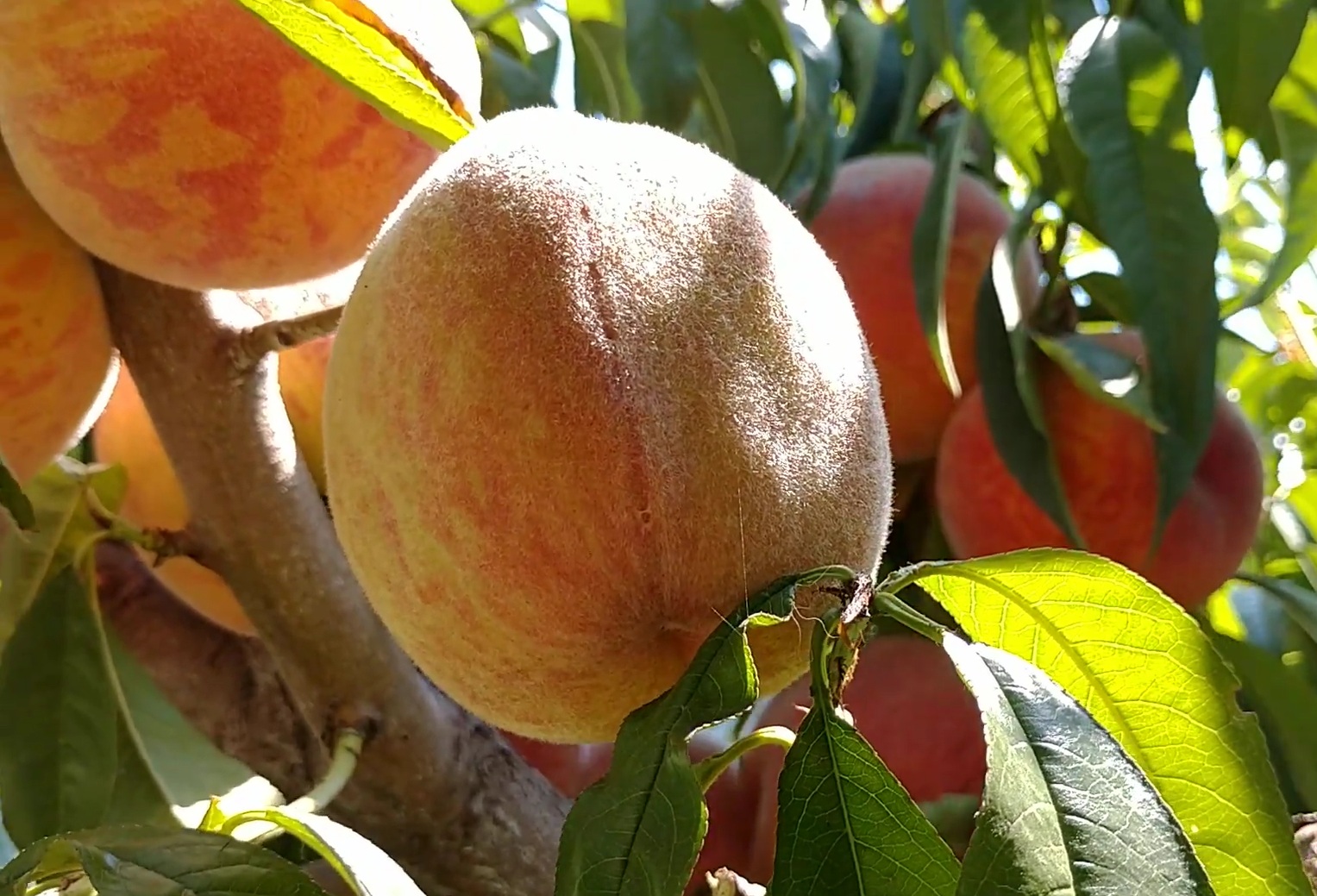  Купить Персик "Посол Мира"