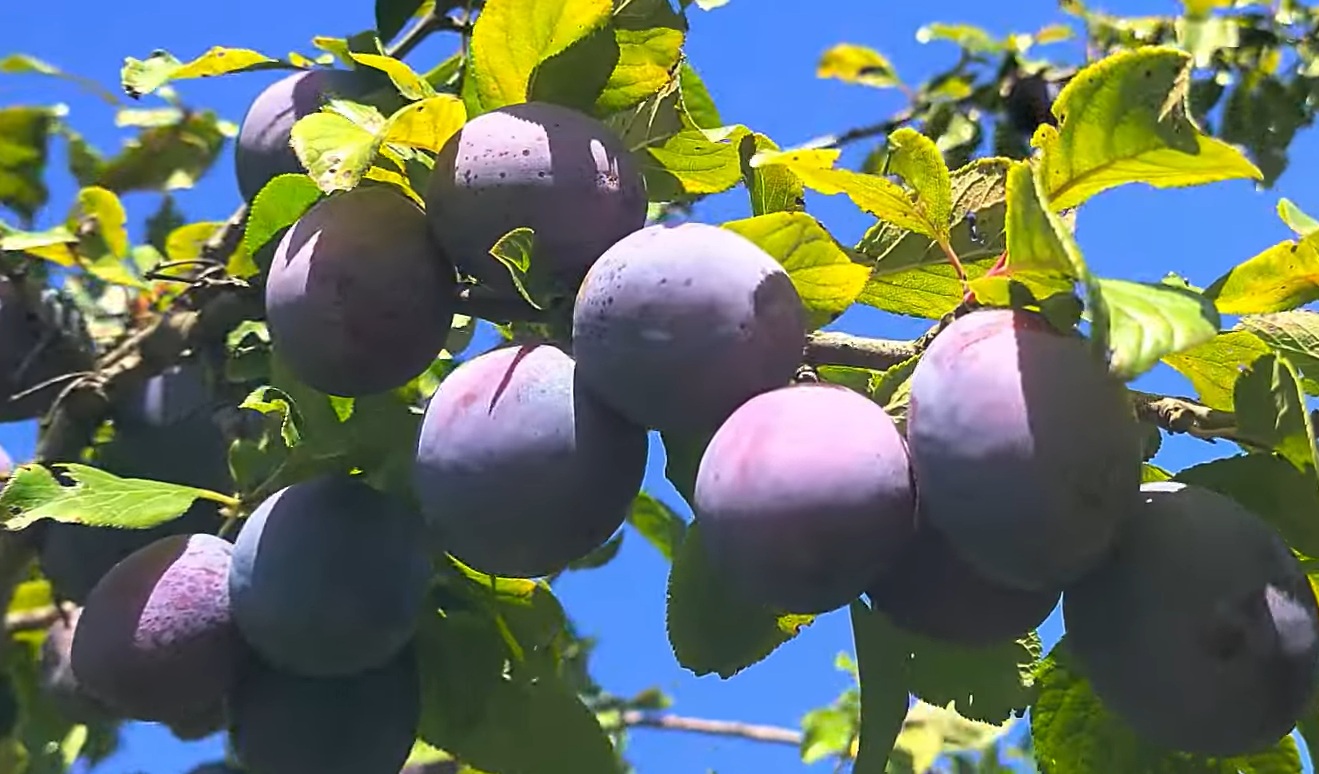 Купити Сливу "Президент"