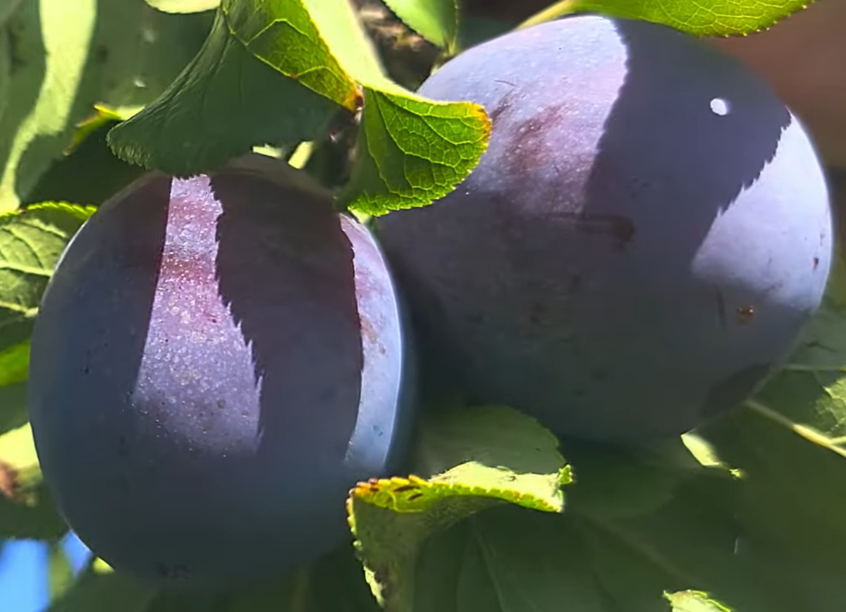 Купити Сливу "Президент"