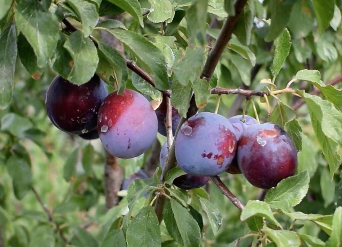 Купити Сливу "Президент"