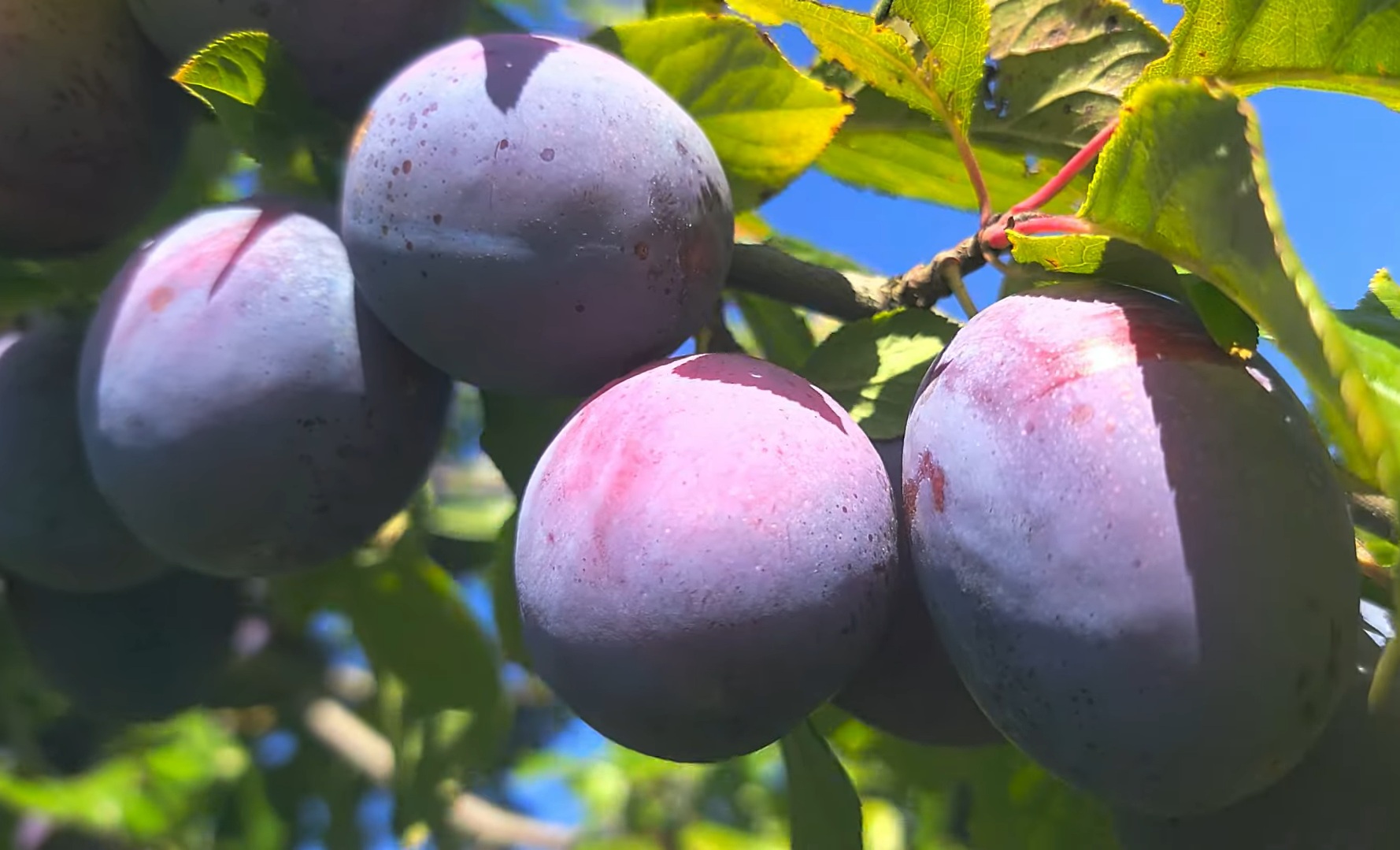 Купити Сливу "Президент"