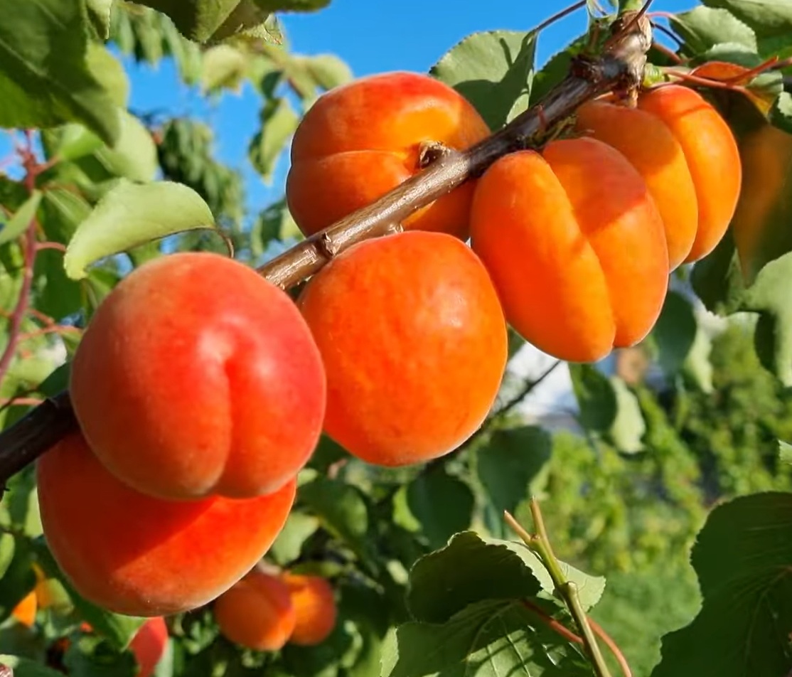 Купити Абрикос "Пріція