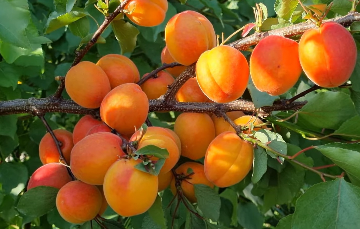 Купити Абрикос "Пріція