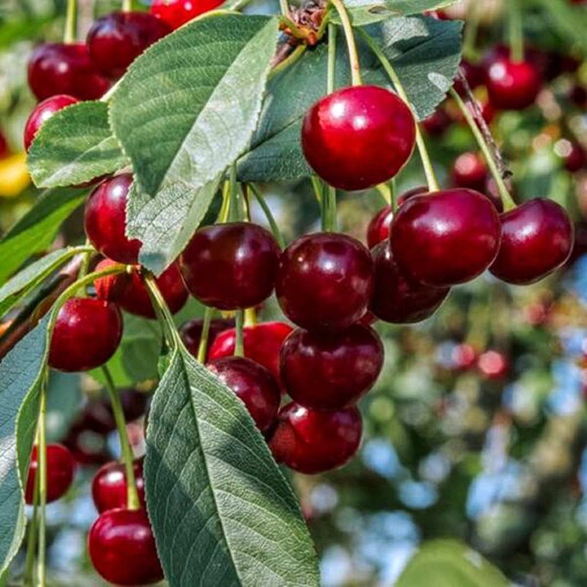 Купить Вишню "Подбельская"