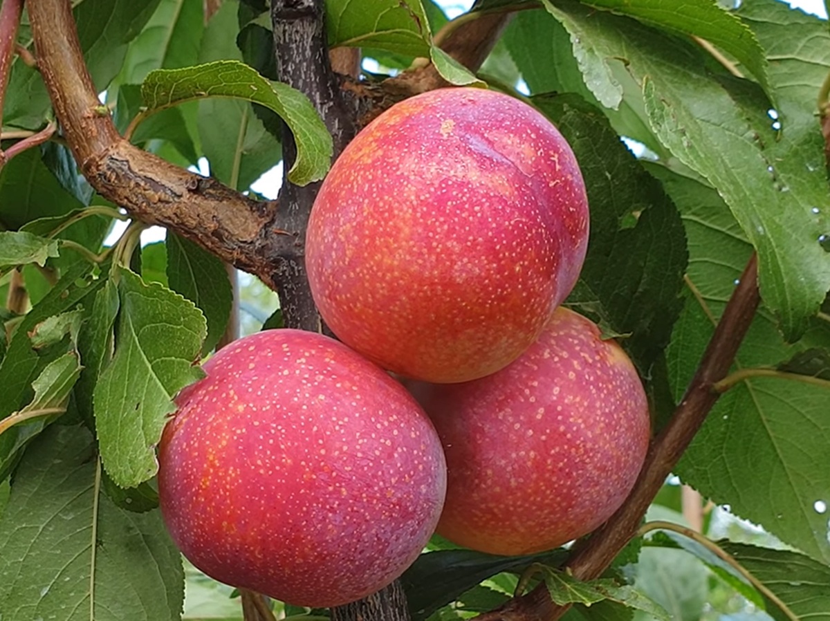 Купить Гибрид Сливы "Пинк Сатурн"