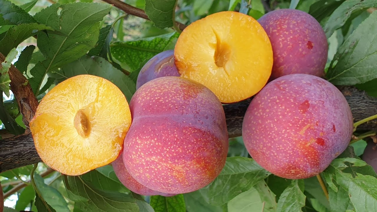 Купити Гібрид Сливи "Пінк Сатурн"