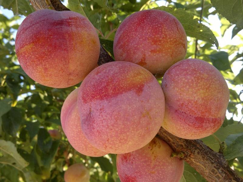 Купити Гібрид Сливи "Пінк Сатурн"