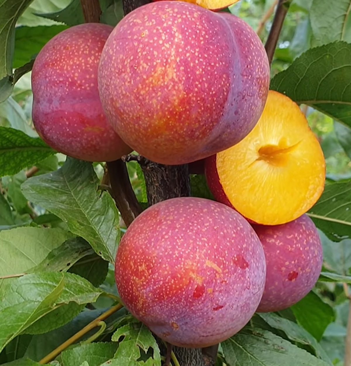 Купити Гібрид Сливи "Пінк Сатурн"