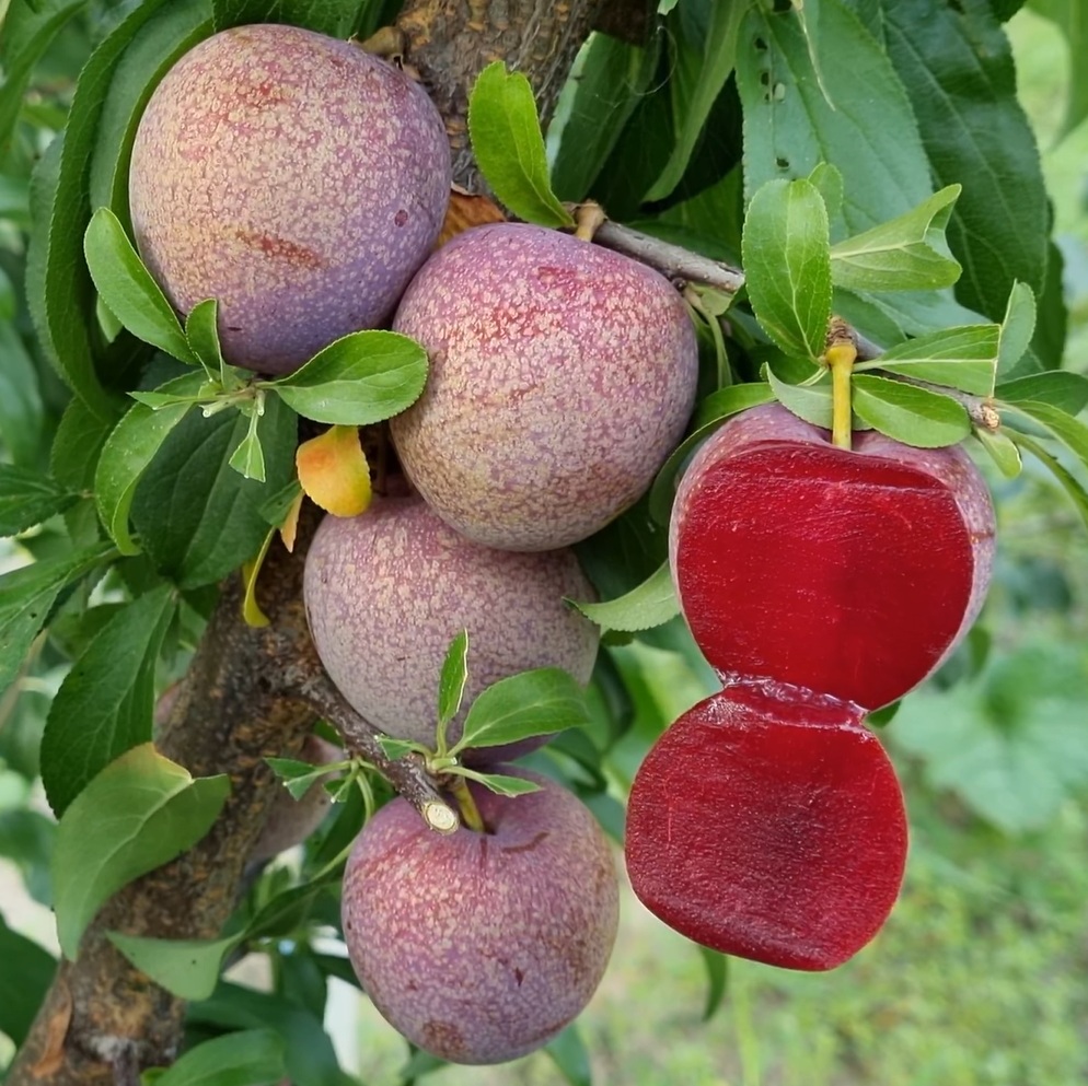 Купити саджанці гібрида сливи Ред Харт 