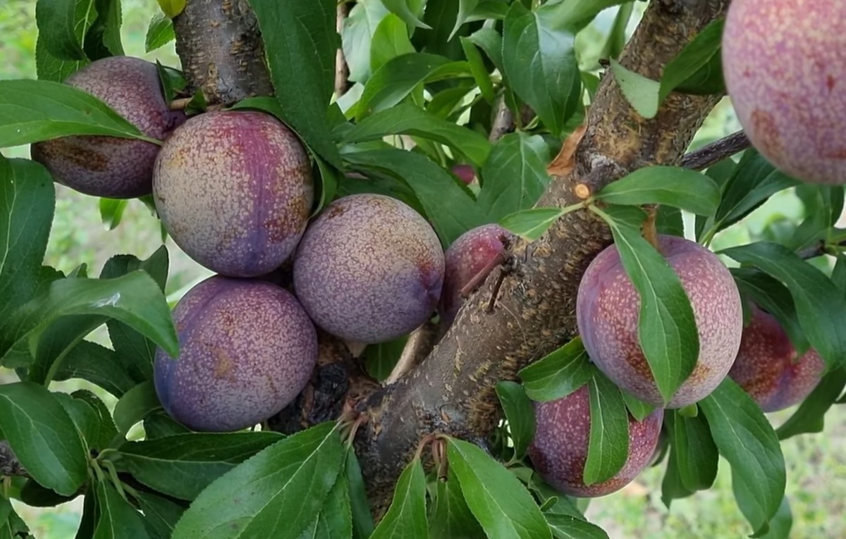 Купить саженцы гибридов слив