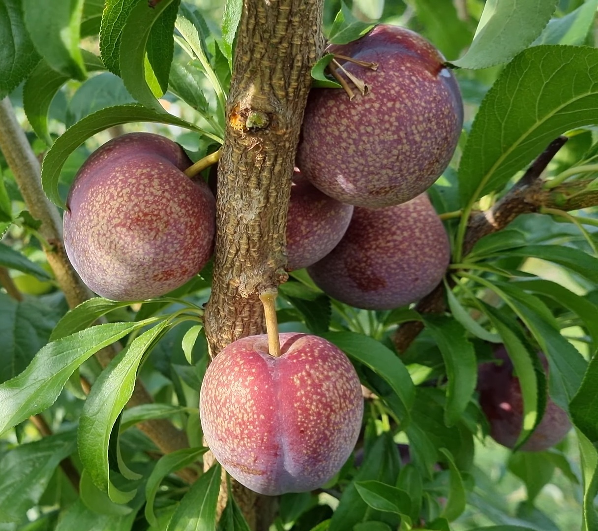 Купити саджанці гібрида сливи Ред Харт 