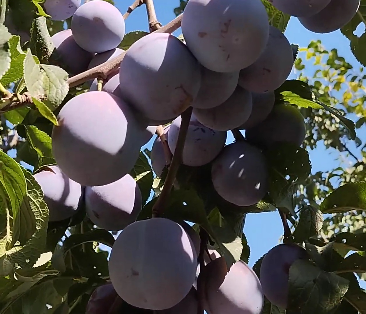 Купити Сливу "Ренклод Альтана"