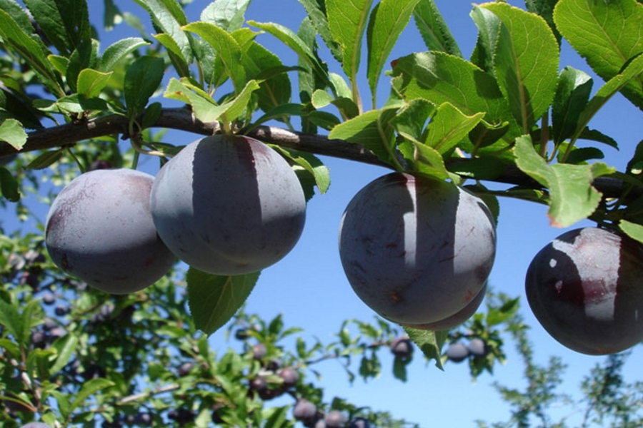 Купить Сливу "Ренклод Карбишева" 