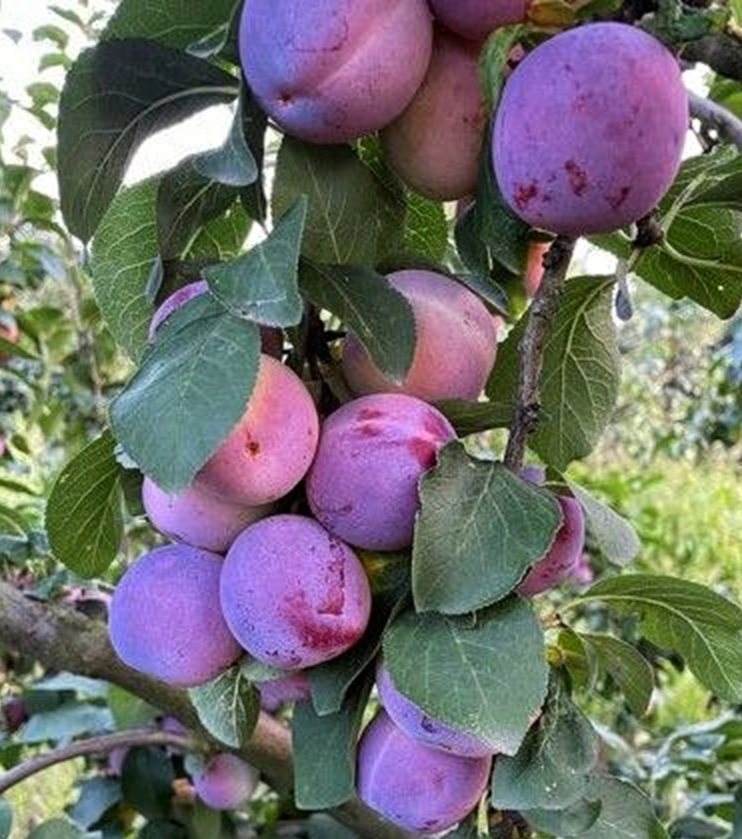 Купити Сливу "Ренклод Київський"