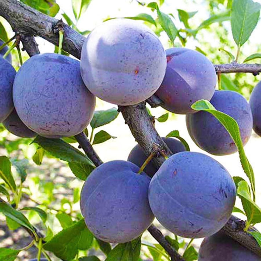 Купить Сливу "Ренклод Киевский"