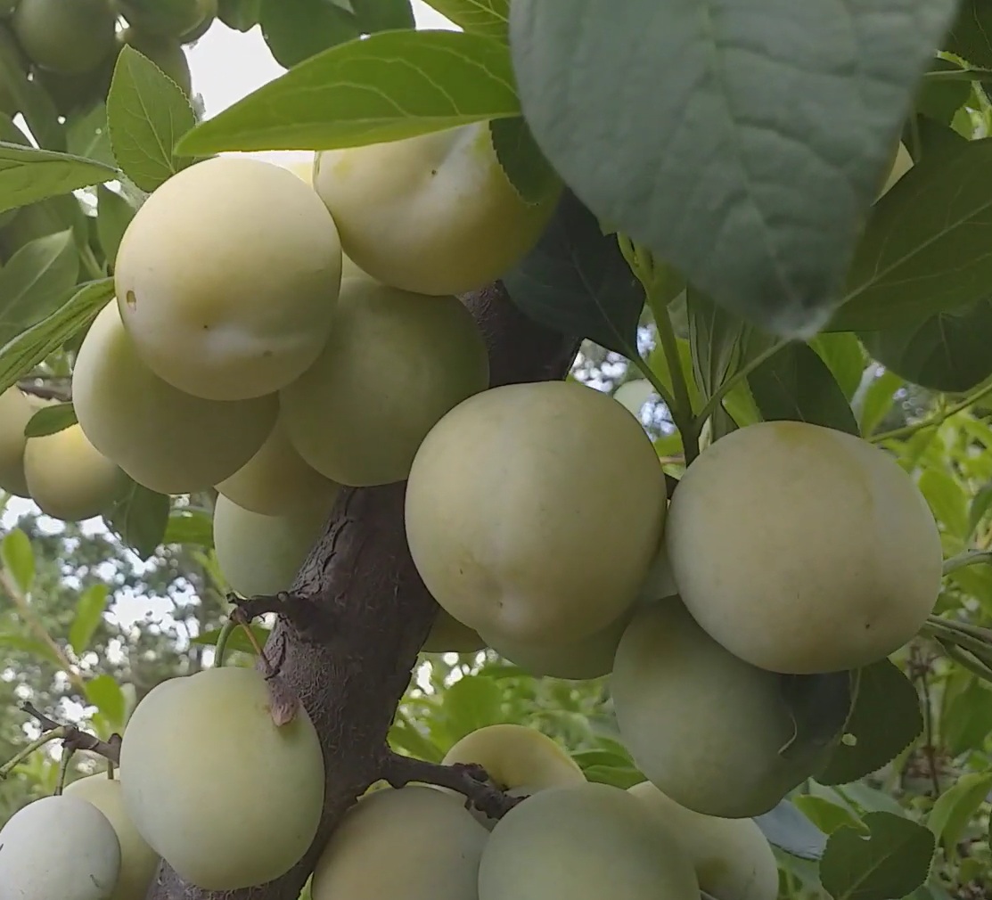 Купити Сливу "Ренклод ранній"