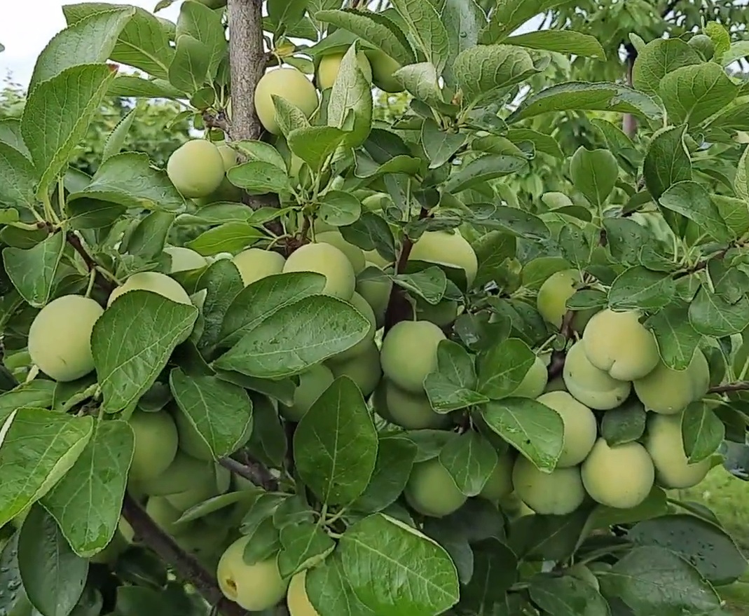 Купити Сливу "Ренклод ранній"