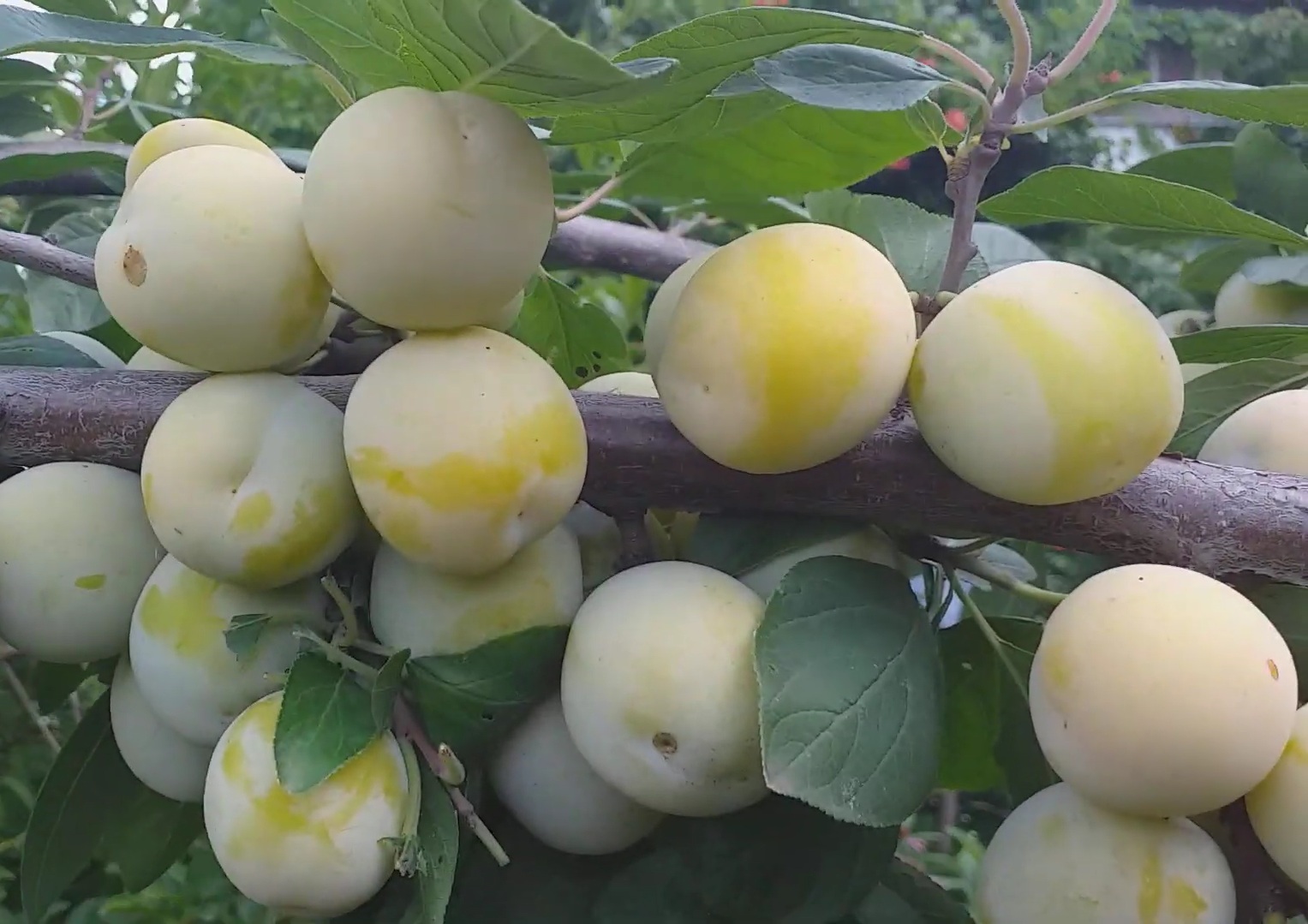 Купити Сливу "Ренклод ранній"