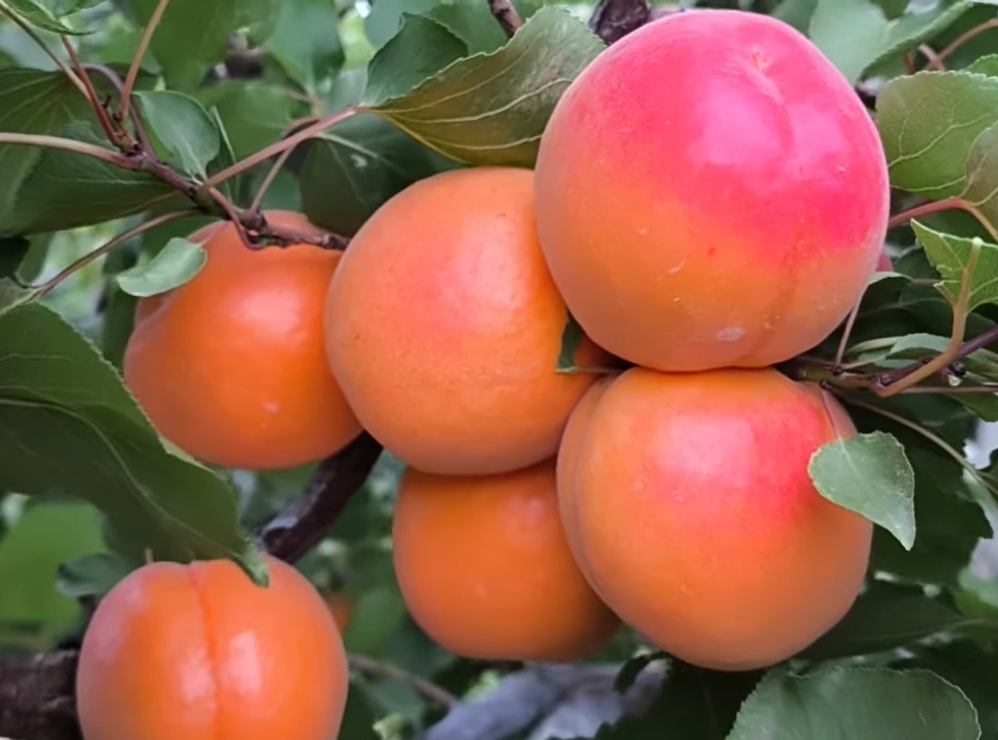 Купити Абрикос "Робада"  