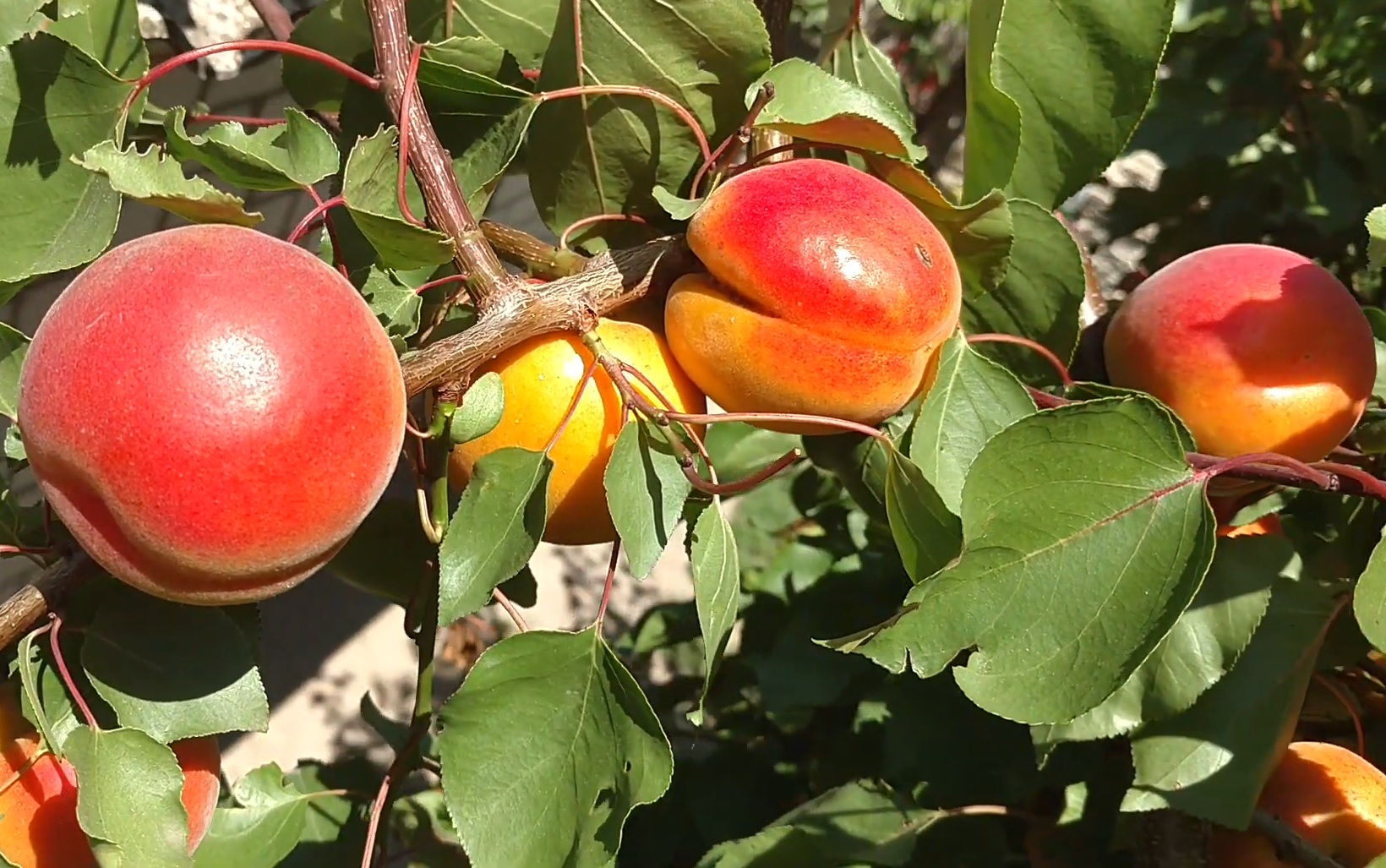 Купити Абрикос "Робада"  