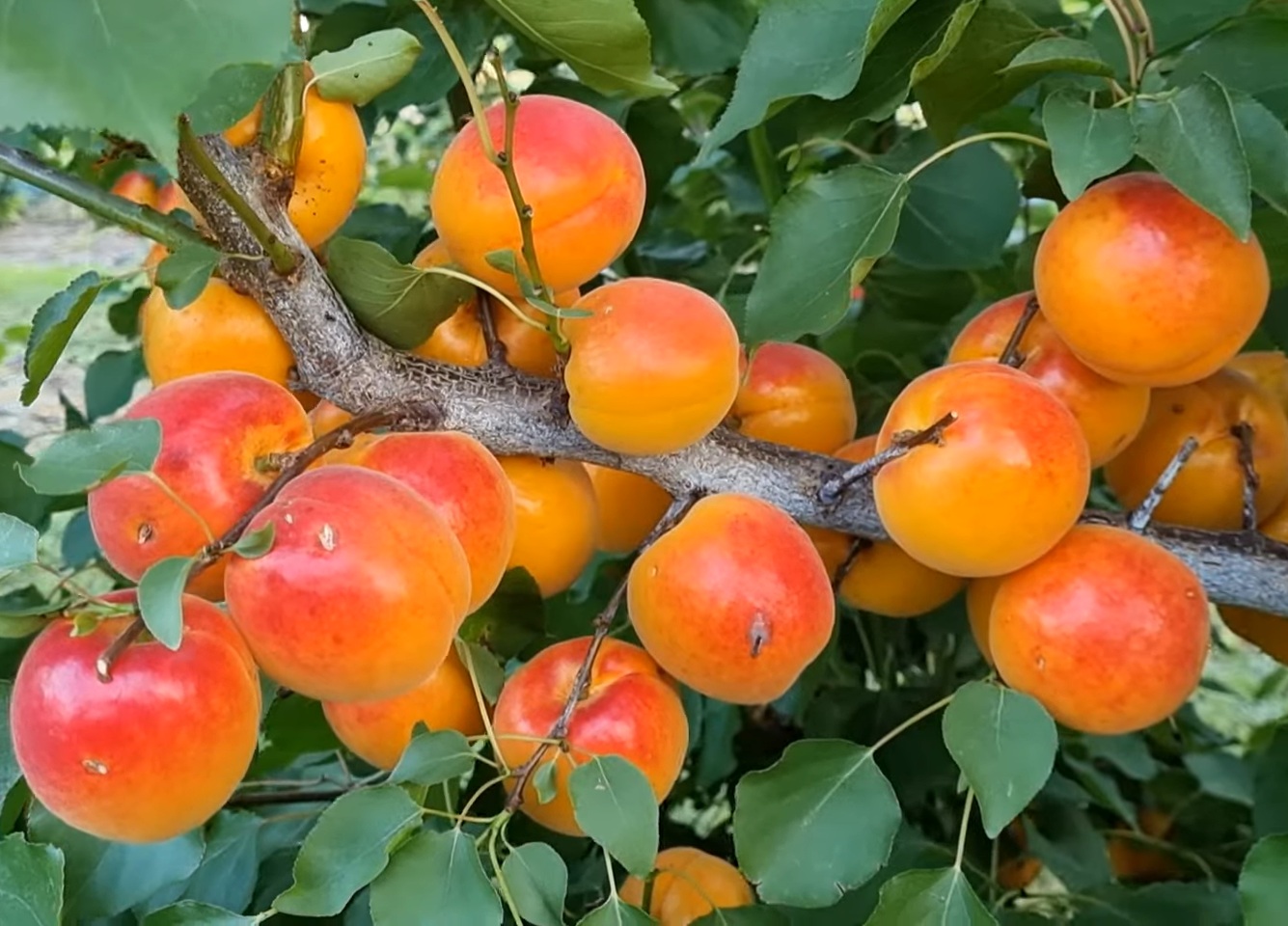 Купити Абрикос "Робада"  