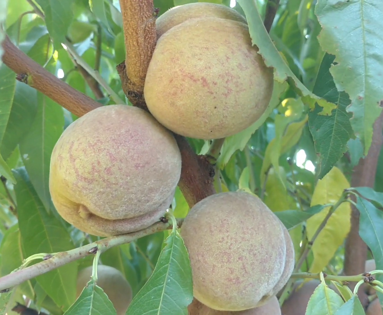 Купити Персик "Ротер Вайнбергпфірсіч"