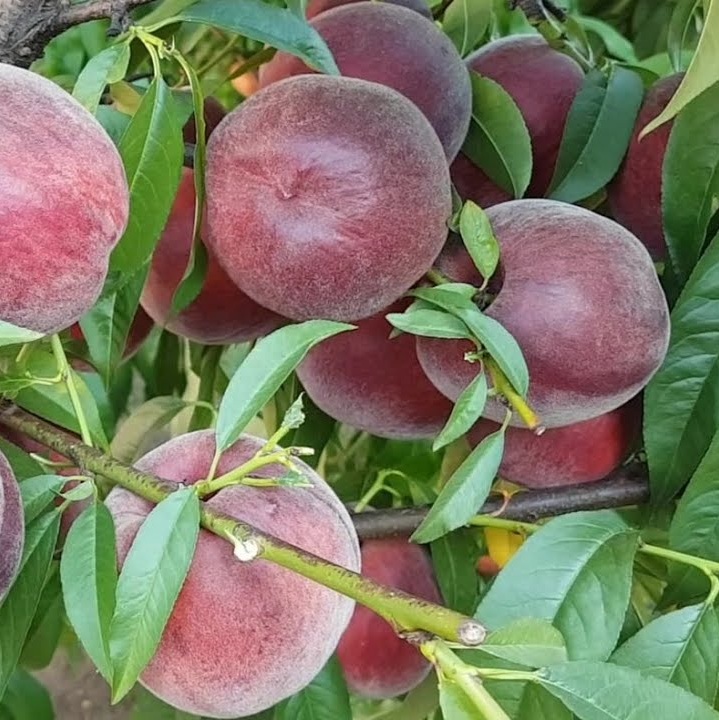 Купить Персик "Роял Маджестик"