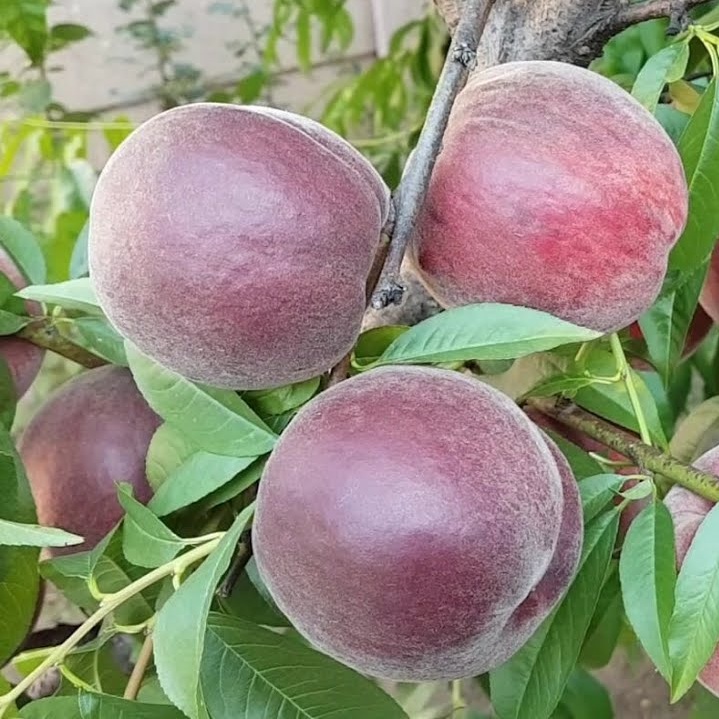 Купить Персик "Роял Маджестик"