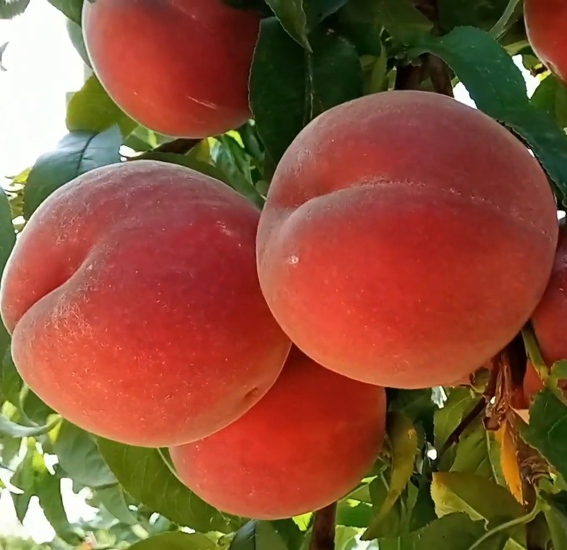 Купить Персик "Роял Саммер"