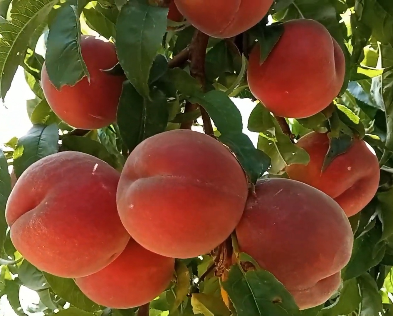 Купити Персик "Роял Саммер"