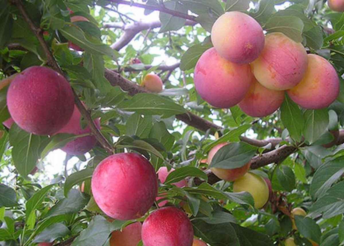 Купити Гібрид сливи "Роял Руж"